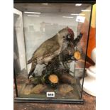 A TAXIDERMY GREEN WOODPECKER IN THREE SIDED GLAZED CASE