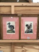 FOUR ANTIQUE HAND COLOURED ORNITHOLOGICAL PRINTS, TOGETHER WITH FOUR MAPLE FRAMED ANGLING PRINTS AND