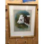 BASIL EDE (20th CENTURY ENGLISH SCHOOL) ARR. PORTRAIT OF A HEREFORD/SHORTHORN STEER, SIGNED,