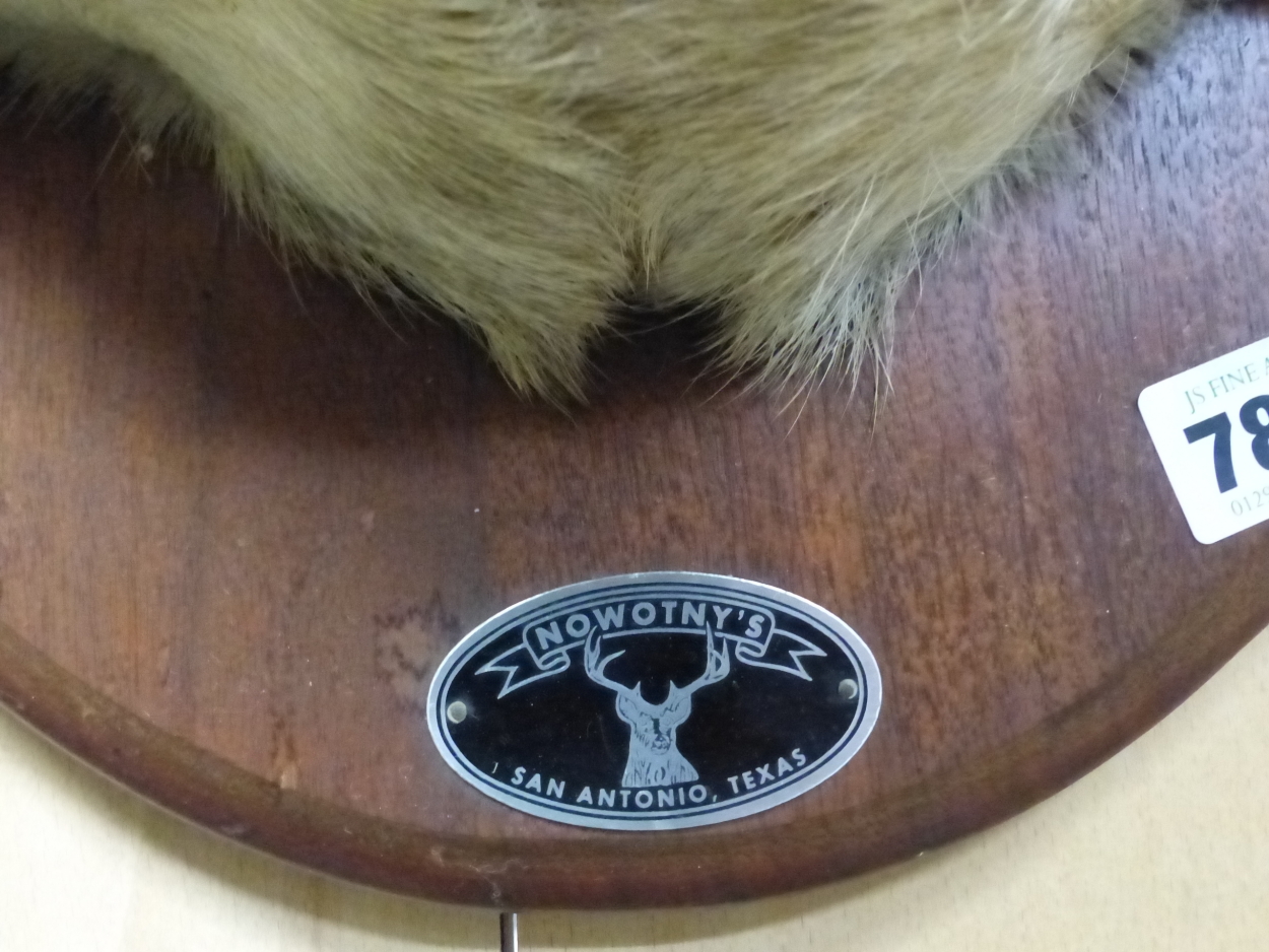 A TAXIDERMY STAGS HEAD MOUNTED ON A MAHOGANY SHIELD LABELLED FOR NOWOTNY, SAN ANTONIO, TEXAS - Image 3 of 3