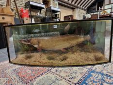 GEORGE BAZELELY, NORTHAMPTON, A TAXIDERMY PIKE CAUGHT IN 1903 AND PRESERVED IN A GLAZED BOW FRONT