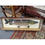 A ROSSENDALE WILDLIFE EXCLUSIVES PIKE WITHIN A GLAZED CASE. W 137cms.