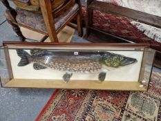 A ROSSENDALE WILDLIFE EXCLUSIVES PIKE WITHIN A GLAZED CASE. W 137cms.