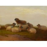 19th C. SCHOOL, SHEEP ON SALT MARSHLAND, OIL ON CANVAS. 29.5 x 59cms.
