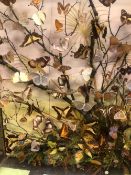 A GLAZED CASE OF EXOTIC BUTTERFLIES AMONGST FOLIAGE, THE CASE. W 66 x H 82cms.