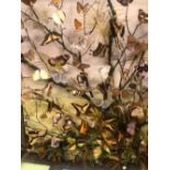 A GLAZED CASE OF EXOTIC BUTTERFLIES AMONGST FOLIAGE, THE CASE. W 66 x H 82cms.