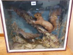 TAXIDERMY: A PRESERVED RED SQUIRREL CLIMBING A BRANCH ABOVE A WATER RAIL IN A CASE GLAZED AT THE