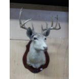 A TAXIDERMY STAGS HEAD MOUNTED ON A MAHOGANY SHIELD LABELLED FOR NOWOTNY, SAN ANTONIO, TEXAS