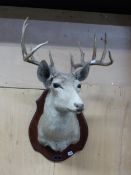 A TAXIDERMY STAGS HEAD MOUNTED ON A MAHOGANY SHIELD LABELLED FOR NOWOTNY, SAN ANTONIO, TEXAS