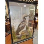 A TAXIDERMY BLACK THROATED LOON IN A THREE GLASS SIDED EBONISED CASE. BY W A McLEAY, INVERNESS. W 47