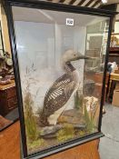 A TAXIDERMY BLACK THROATED LOON IN A THREE GLASS SIDED EBONISED CASE. BY W A McLEAY, INVERNESS. W 47