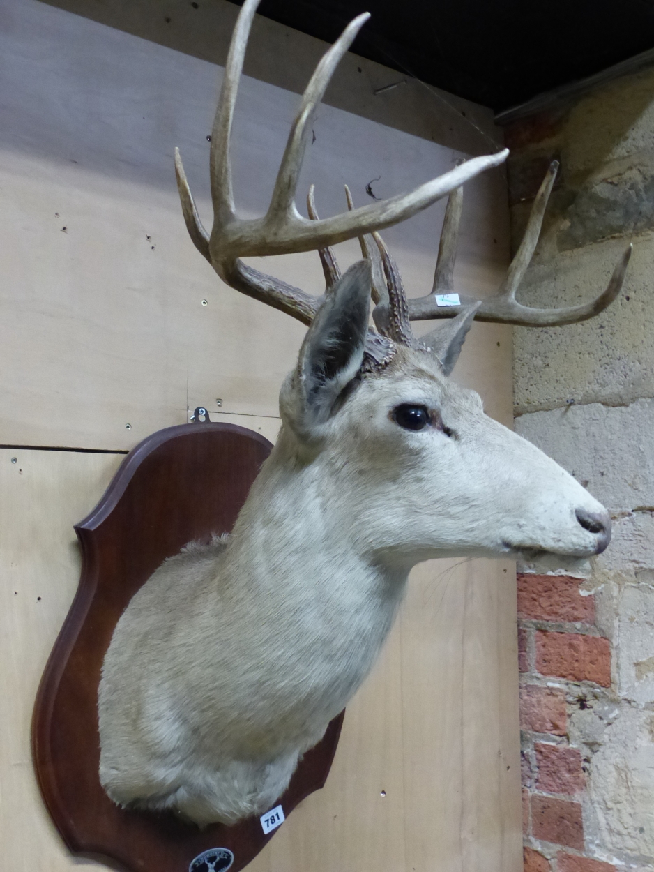 A TAXIDERMY STAGS HEAD MOUNTED ON A MAHOGANY SHIELD LABELLED FOR NOWOTNY, SAN ANTONIO, TEXAS - Image 2 of 3