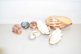 COLLECTION OF VARIOUS SEASHELLS