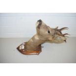 TAXIDERMY - A ROE DEER'S HEAD ON SHIELD BACK, MARKED 'GLENCALLATER 24 SEPT 1946'