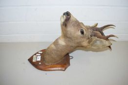 TAXIDERMY - A ROE DEER'S HEAD ON SHIELD BACK, MARKED 'GLENCALLATER 24 SEPT 1946'