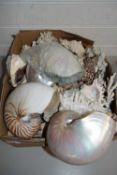 LARGE COLLECTION VARIOUS SEASHELLS