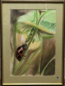 British, Contemporary, a study of a ladybird beetle, pastel on paper, signed 'BD' bottom right.
