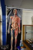 DIMENSIONAL MAN - LIFE-SIZED 3D STUDY OF THE HUMAN BODY BY DAVID PELHAM