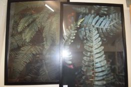 PAIR OF PHOTOGRAPHIC PRINTS OF FERNS