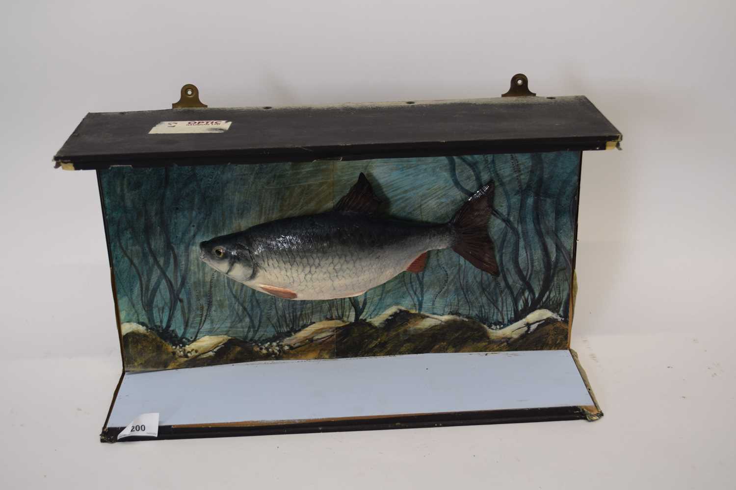 Taxidermy - Study of a small Chub bearing label 'Henry Mullins, Taxidermist, Basingstoke', case 45cm