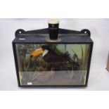 Taxidermy and Guinness Brewery interest - An unusual taxidermy Toucan set in a naturalistic case