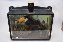 Taxidermy and Guinness Brewery interest - An unusual taxidermy Toucan set in a naturalistic case