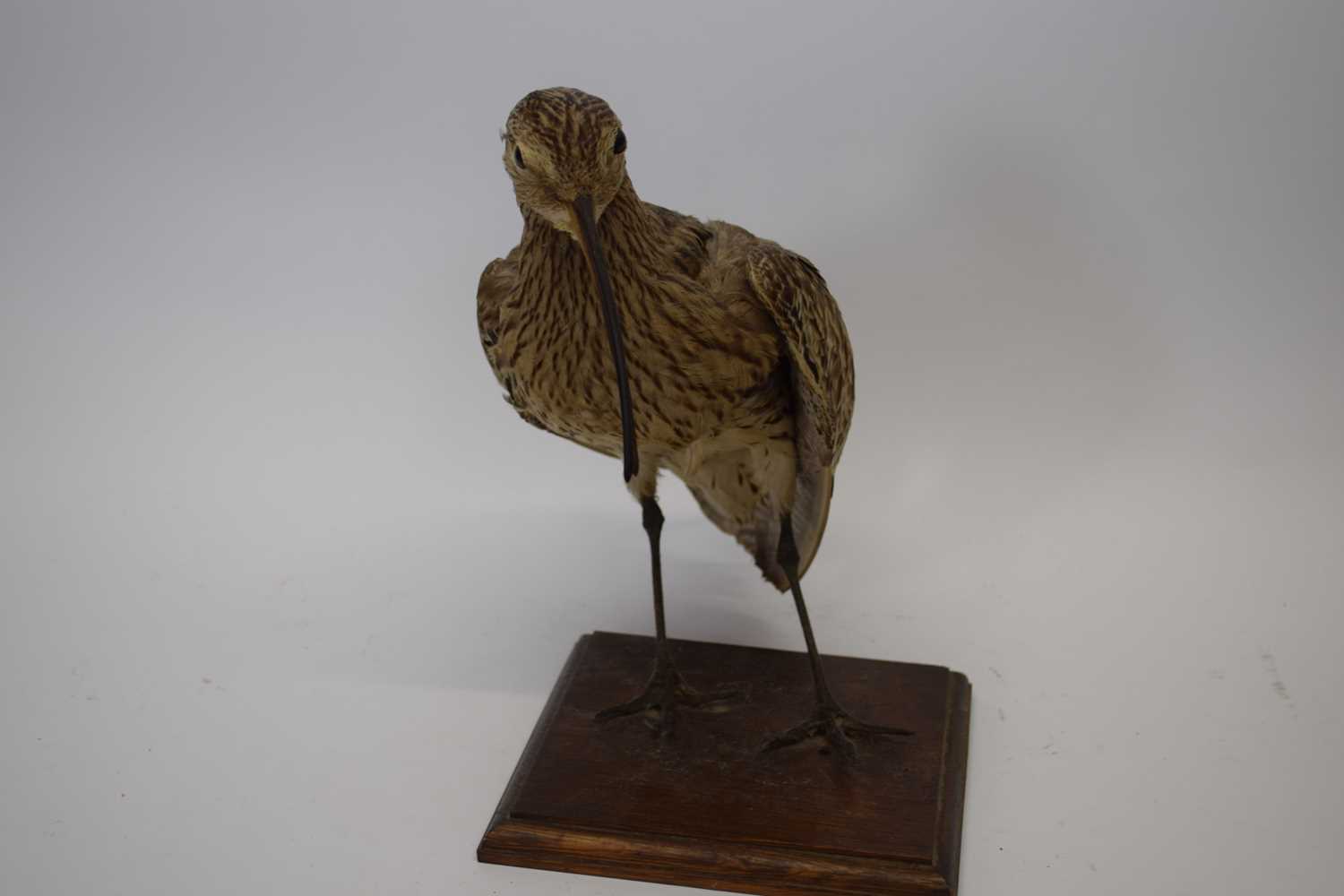 Taxidermy - Study of a Curlew mounted on a wooden plinth base, 30cm high - Image 2 of 2