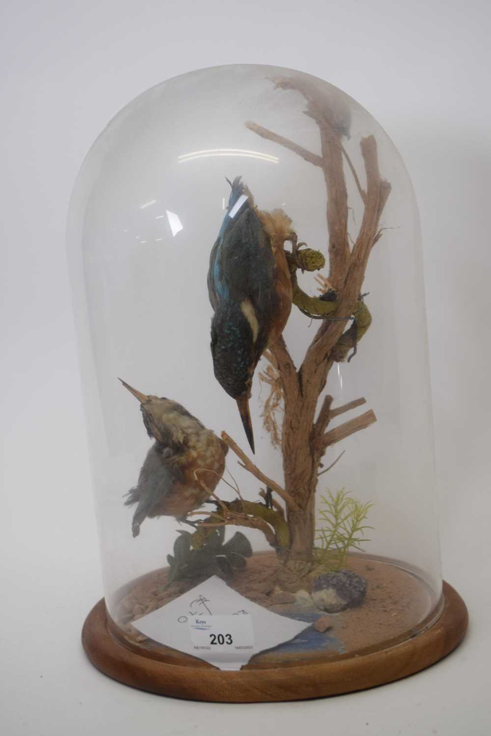 Taxidermy - Study of two Kingfishers under a glass dome, 33cm high