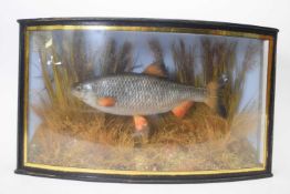 Taxidermy: Dace in naturalistic river setting with paper label 'Caught by B J Wright, River Avon,