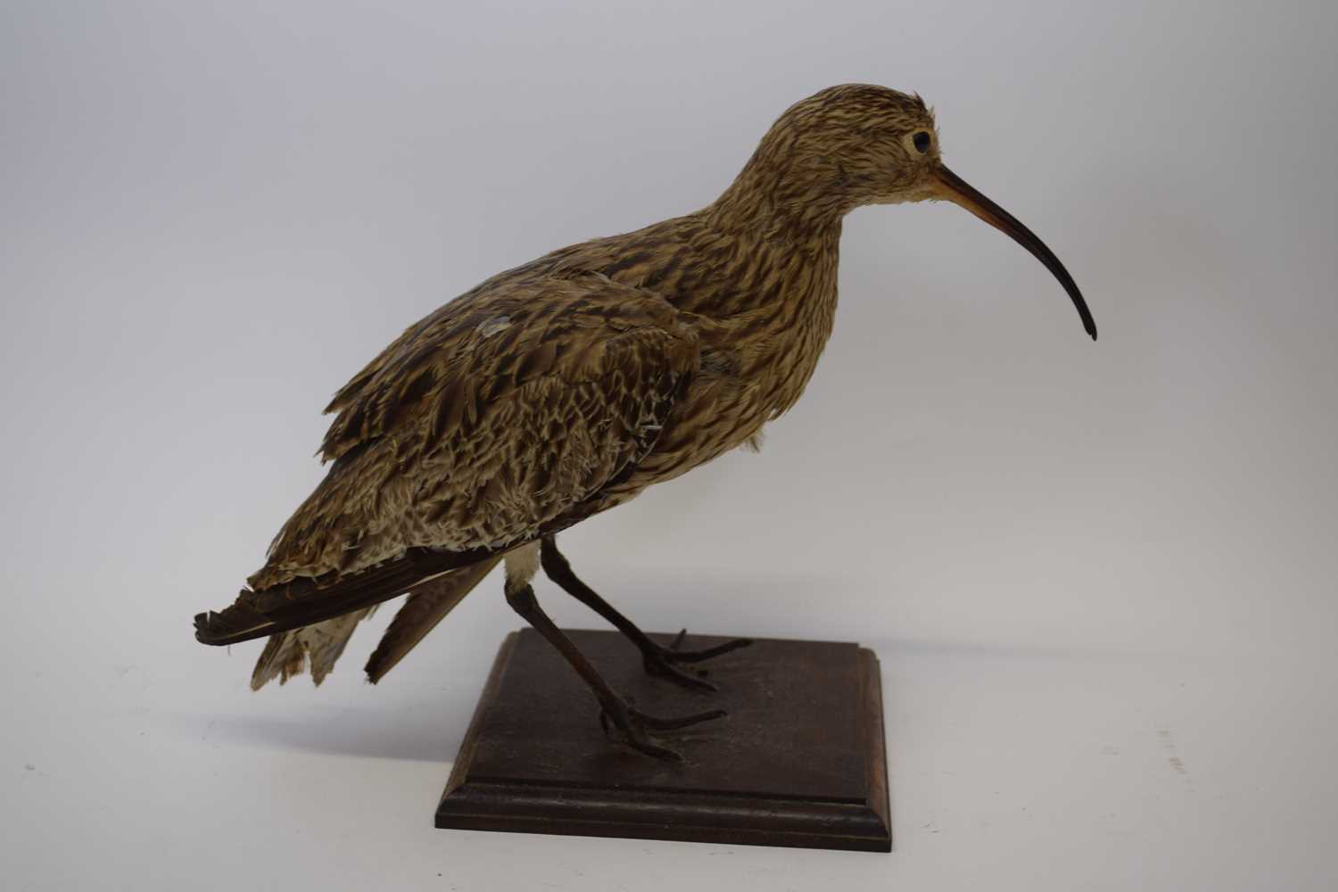 Taxidermy - Study of a Curlew mounted on a wooden plinth base, 30cm high