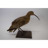 Taxidermy - Study of a Curlew mounted on a wooden plinth base, 30cm high