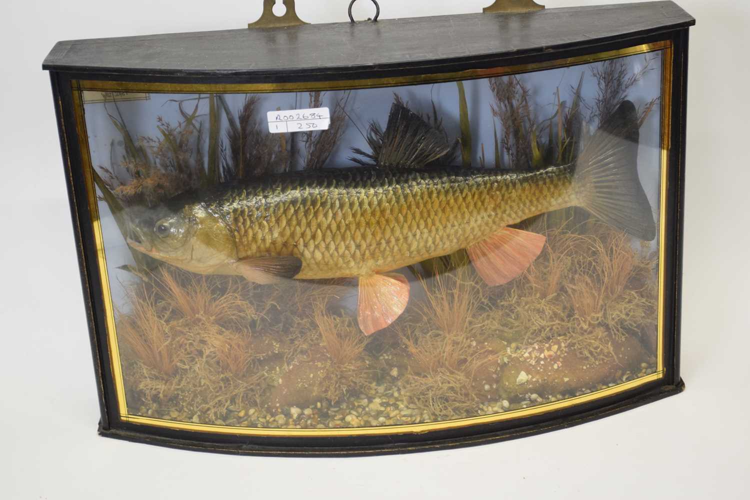 Taxidermy: a Chub in naturalistic river setting, bearing hand written label 'Caught in the Ouse by S - Image 2 of 2