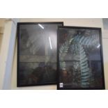 PAIR OF PHOTOGRAPHIC PRINTS OF FERNS