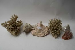 MIXED LOT : SEASHELLS AND CORAL