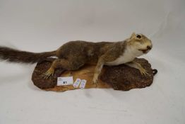 TAXIDERMY GREY SQUIRREL ON WOODEN MOUNT