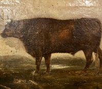 British School, Portrait of a prized bull within a landscape, oil on board, unsigned. 17x20ins.,