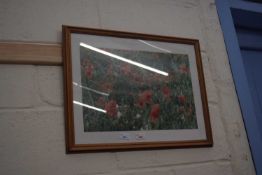 PHOTOGRAPHIC PRINT - POPPIES, F/G