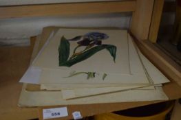 QUANTITY OF BOTANICAL PRINTS, UNFRAMED