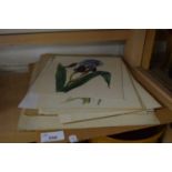 QUANTITY OF BOTANICAL PRINTS, UNFRAMED