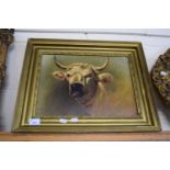 LATE 19TH/EARLY 20TH CENTURY SCHOOL, STUDY OF A BULL'S HEAD, INDISTINCTLY SIGNED, OIL ON CANVAS,
