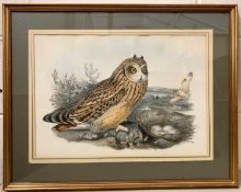 John Gould (British,19th century), Short Eared Owl, from John Gould's Birds of Great Britain,