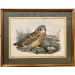 John Gould (British,19th century), Short Eared Owl, from John Gould's Birds of Great Britain,