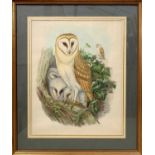 John Gould (British,19th century) Barn Owl, from John Gould's Bird's of Great Britain,
