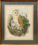 John Gould (British,19th century) Barn Owl, from John Gould's Bird's of Great Britain,
