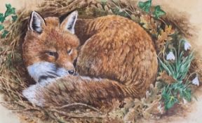 Neil Cox (British, contemporary) A reclining fox, gouache and watercolour, signed, framed and