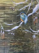 Neil Cox (British, contemporary) Study of a perched kingfisher, gouache and watercolour, signed,