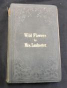 MRS PHEBE LANKASTER: WILD FLOWERS WORTH NOTICE, ill J E Sowerby, London, Robert Hardwicke, 1861, 1st