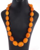 Amber bead necklace, a single row of graduated butterscotch drum shaped beads, 12mm - 25mm, 51gms