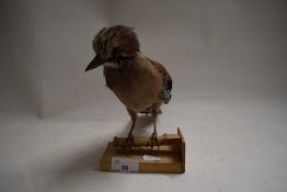 TAXIDERMY JAY