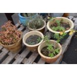 Five garden plant pots including contents
